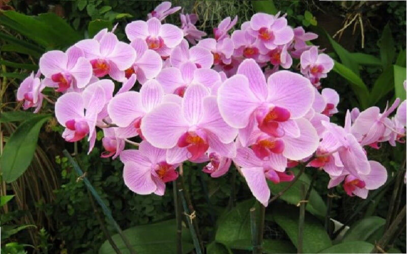 Comment faire refleurir une orchidée