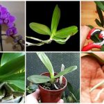 Il vous montre le secret pour faire refleurir vos orchidées