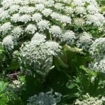 Les autorités mettent la population en garde contre cette plante envahissante et toxique