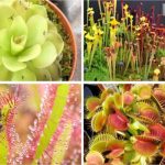 Plantes Carnivores Comment Les Cultiver