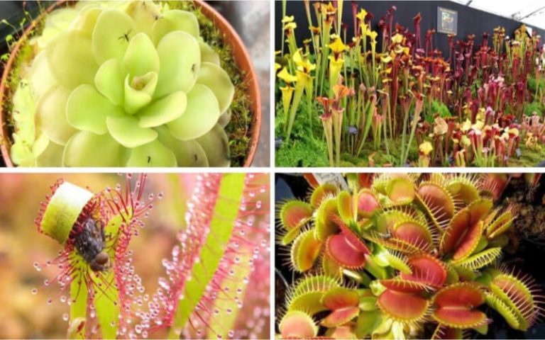 Plantes Carnivores : Comment Les Cultiver