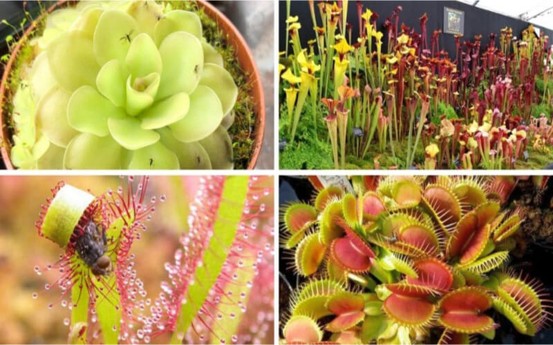 15 espèces de plantes carnivores à cultiver à la maison