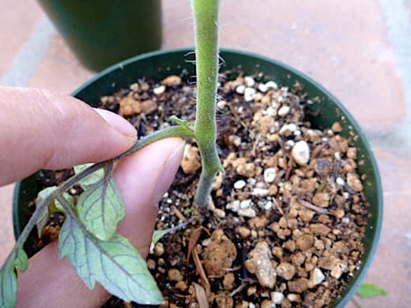 faire pousser des tomates: Choisissez des plants avec des racines robustes