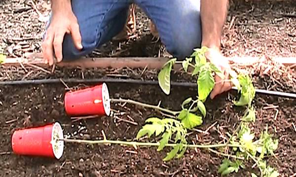 faire pousser des tomates: Ajoutez de nouveau plants de tomates trois semaines après