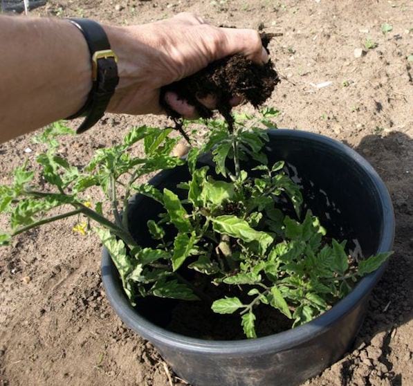 faire pousser des tomates: Ajoutez du compost au bon moment