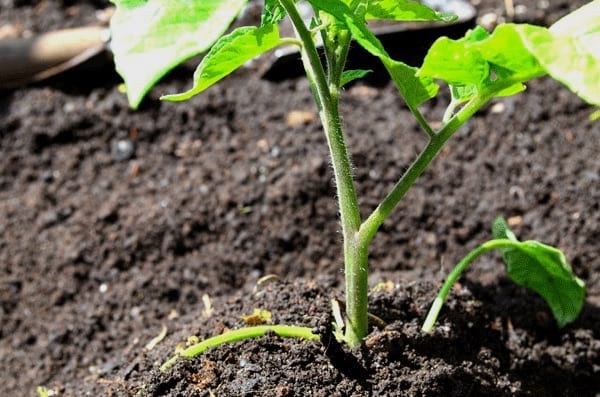 faire pousser des tomates: Enterrez bien les tiges