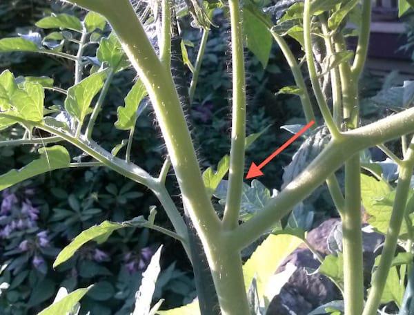 faire pousser des tomates: Ne coupez pas les gourmands des plants de tomates