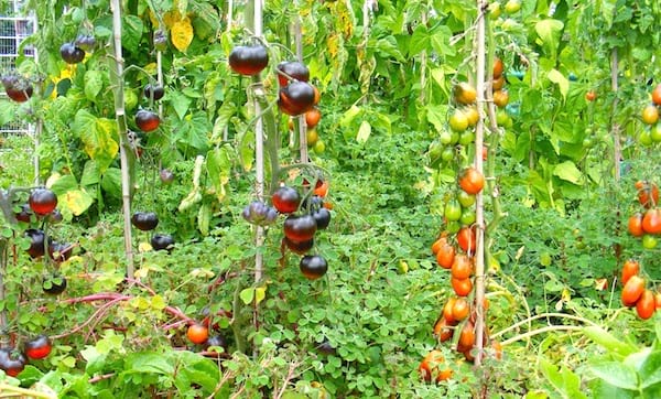 faire pousser des tomates: Utilisez des tuteurs pour que les tomates poussent facilement à la verticale
