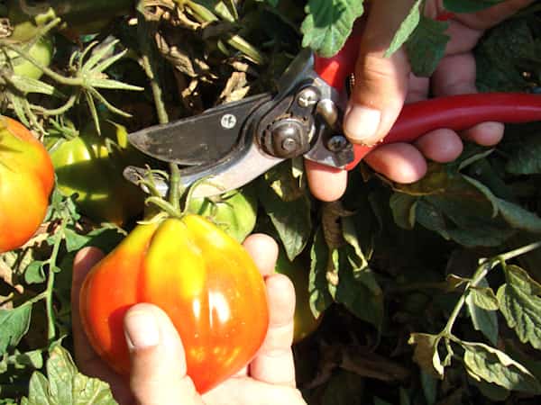 faire pousser des tomates: Récoltez vos tomates lorsqu'elles sont bien mûres