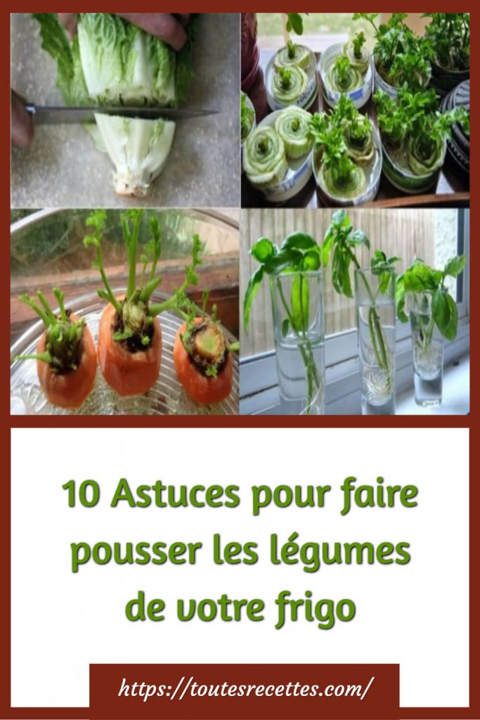 10 Astuces pour faire pousser les légumes de votre frigo