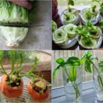 10 Astuces pour faire pousser les légumes de votre frigo