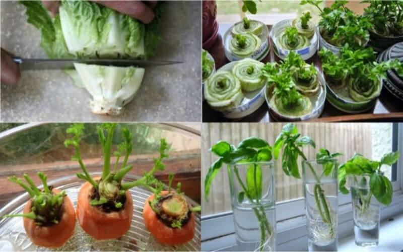 10 Astuces pour faire pousser les légumes de votre frigo