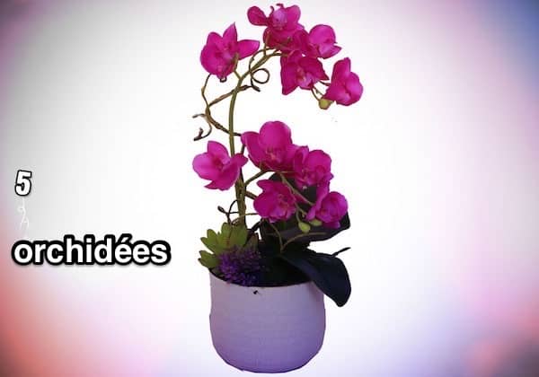 5. Orchidées