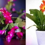 9 PLANTES QUI LIBÈRENT DE L’OXYGÈNE MÊME PENDANT LA NUIT