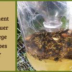 Comment fabriquer un piège à guêpes DIY