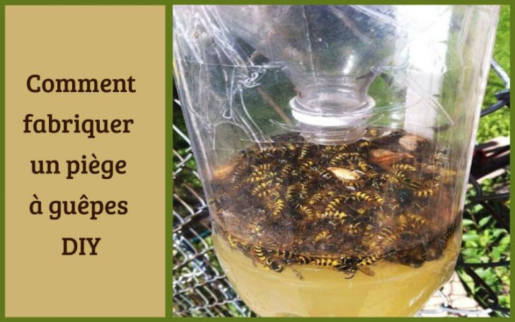 Comment fabriquer un piège à guêpes DIY – Toutes Recettes