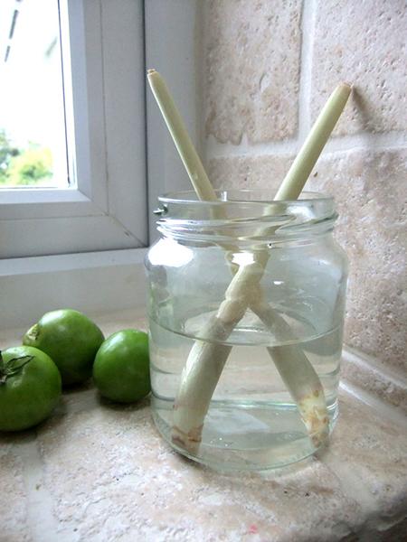 Astuces pour faire pousser les légumes: La citronnelle