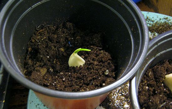 Astuces pour faire pousser les légumes: L’ail