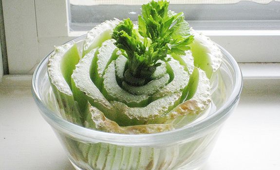 Astuces pour faire pousser les légumes: Le céleri