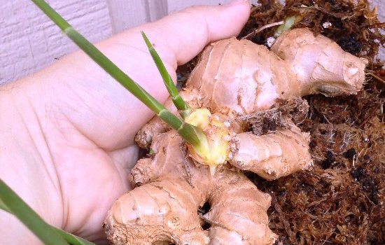 Astuces pour faire pousser les légumes: Le gingembre