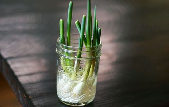 legumes_repousser