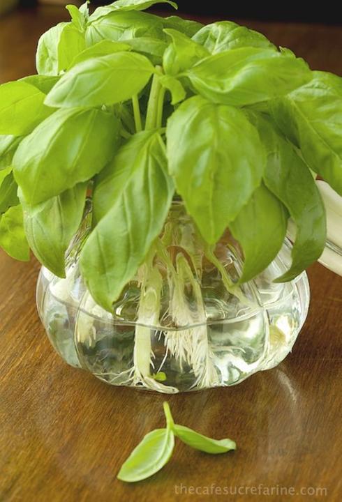 Astuces pour faire pousser les légumes: Le basilic