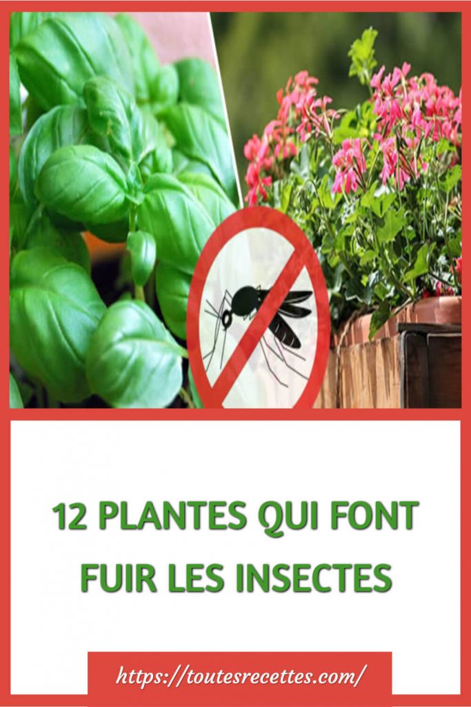 12 PLANTES QUI FONT FUIR LES INSECTES