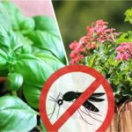 12 PLANTES QUI FONT FUIR LES INSECTES