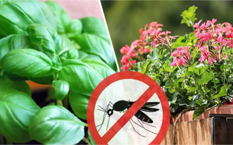 12 PLANTES QUI FONT FUIR LES INSECTES