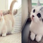 Le chat Munchkin, une race de chat qui reste petit et mignon toute sa vie