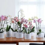 Comment Prendre Soin D’une Orchidée À La Maison