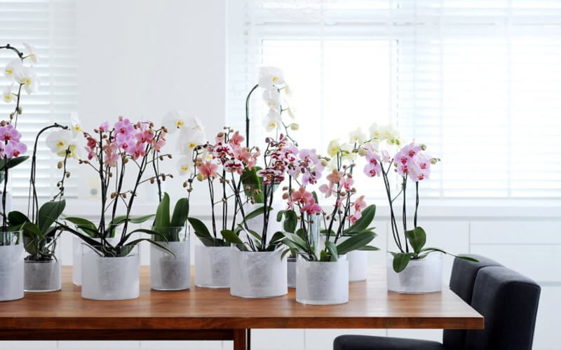 Comment Prendre Soin D’une Orchidée À La Maison