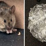 Comment empêcher les souris d'entrer dans sa maison