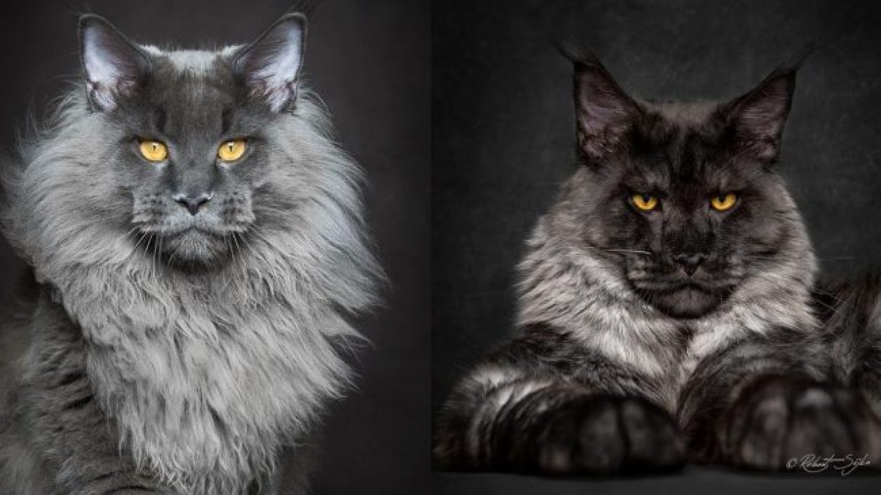 La Preuve Que Les Maine Coon Sont L Une Des Plus Belles Races De Chats Au Monde Toutes Recettes La Preuve Que Les Maine Coon Sont L Une Des Plus Belles Races De Chats Au Monde Toutes Recettes