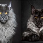 La preuve que les Maine Coon sont l’une des plus belles races de chats au monde..
