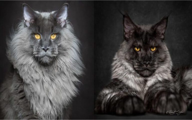 La preuve que les Maine Coon sont l’une des plus belles races de chats au monde..
