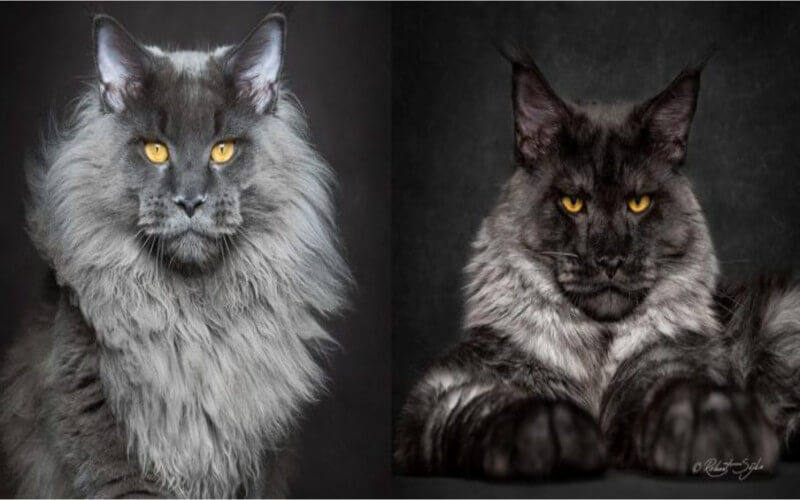 La preuve que les Maine Coon sont l’une des plus belles races de chats au monde..