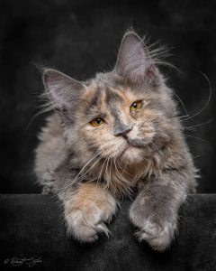 chat Maine Coon