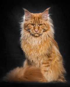 chat Maine Coon