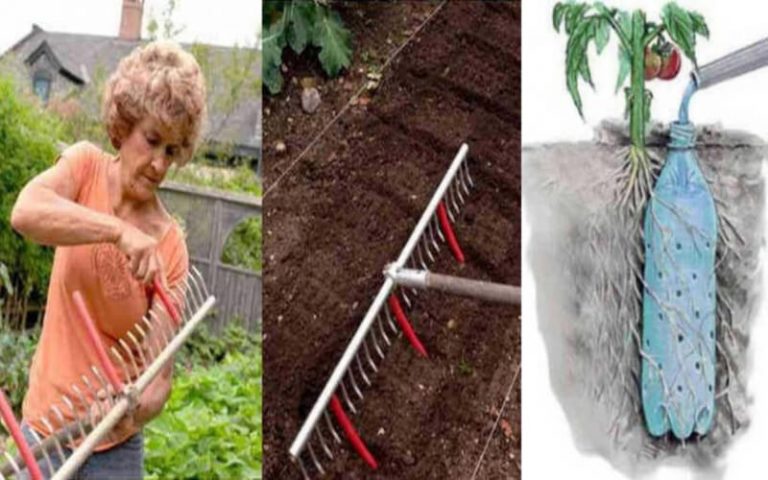 10 idées que tout amoureux du jardin devrait connaitre