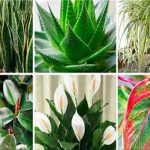 Ces plantes sont des bombes à oxygène et elles purifient l’air dans votre maison