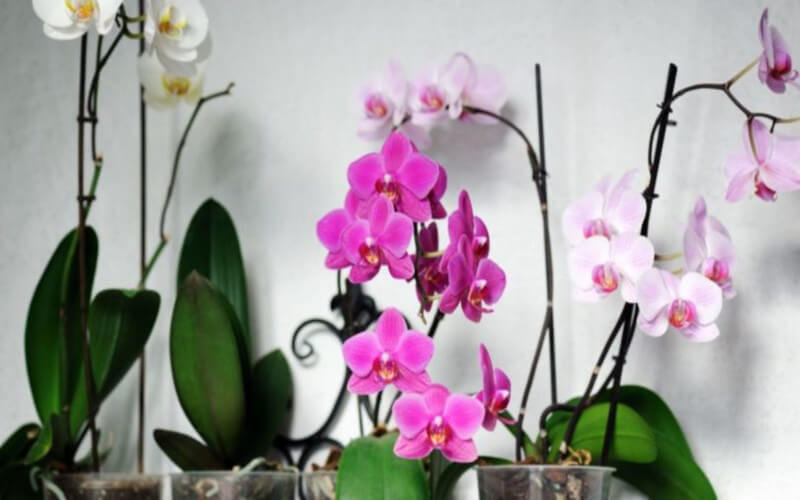 Comment faire refleurir son orchidée après la première floraison