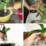 Comment rempoter une orchidée facilement