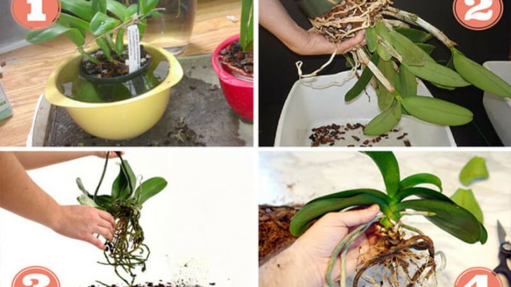 Comment faire refleurir une orchidée? – Toutes Recettes