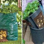 Cultiver des pommes de terre en appartement comment faire