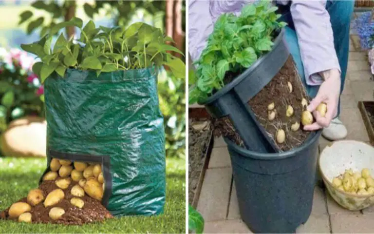Cultiver des pommes de terre en appartement comment faire?