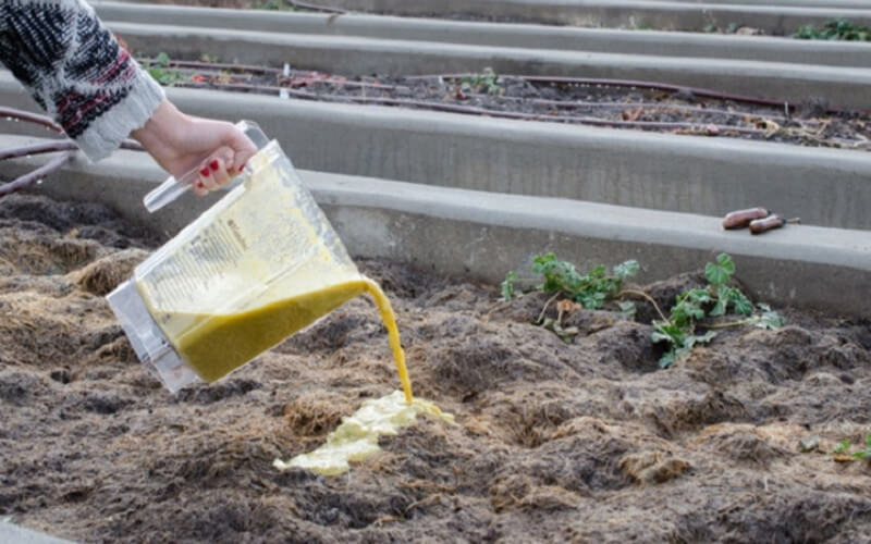 Engrais Pour Jardin Une Recette Naturelle Et Sans Frais