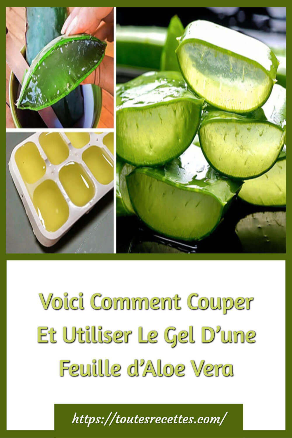 Voici Comment Couper Et Utiliser Le Gel D’une Feuille d’Aloe Vera