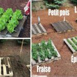 23 Astuces de Maraîcher Pour Réussir Son Premier Potager