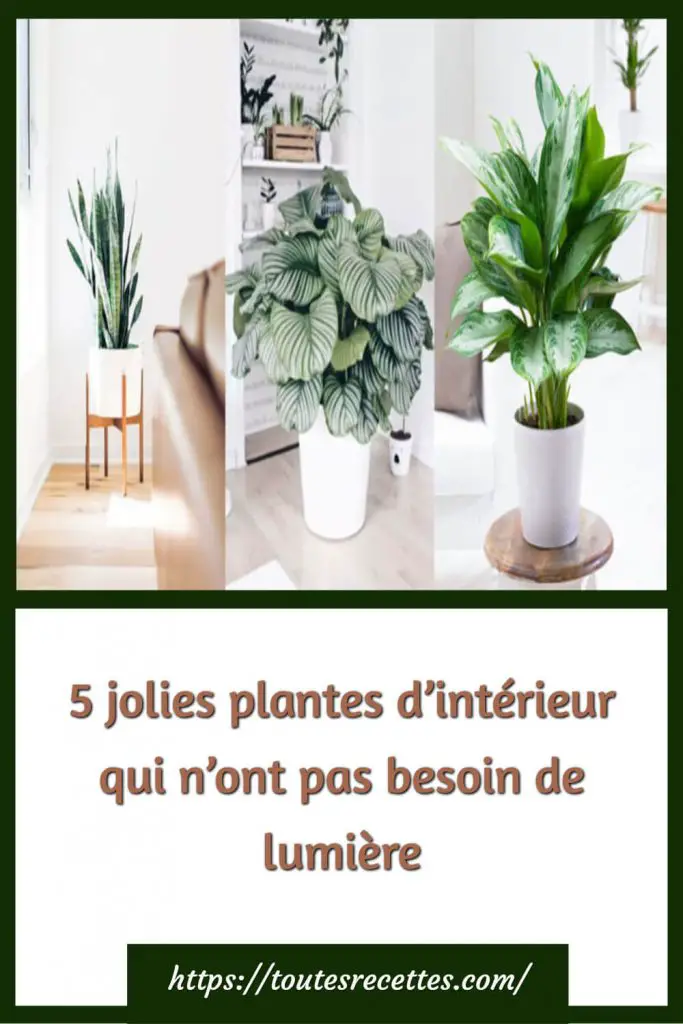 5 jolies plantes d’intérieur qui n’ont pas besoin de lumière